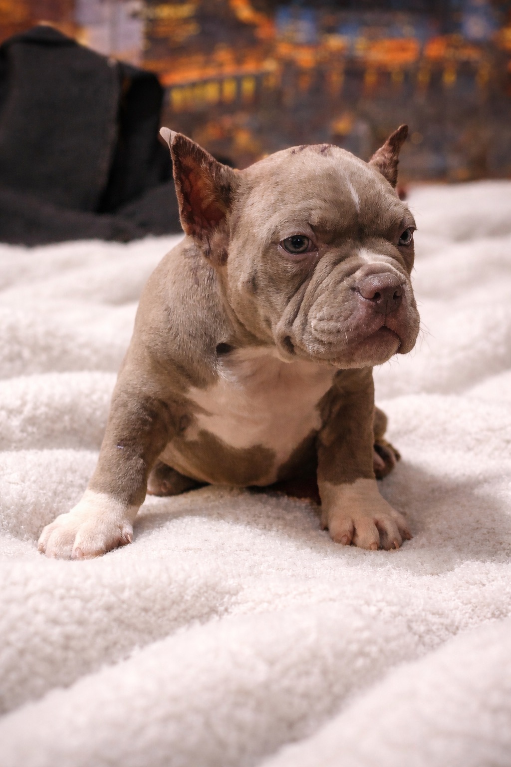 Дівчинка американські буллі тип покет