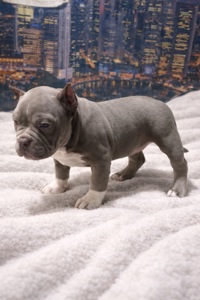 Дівчинка американські буллі тип покет