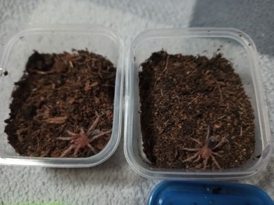 Grammostola Rosea Red
