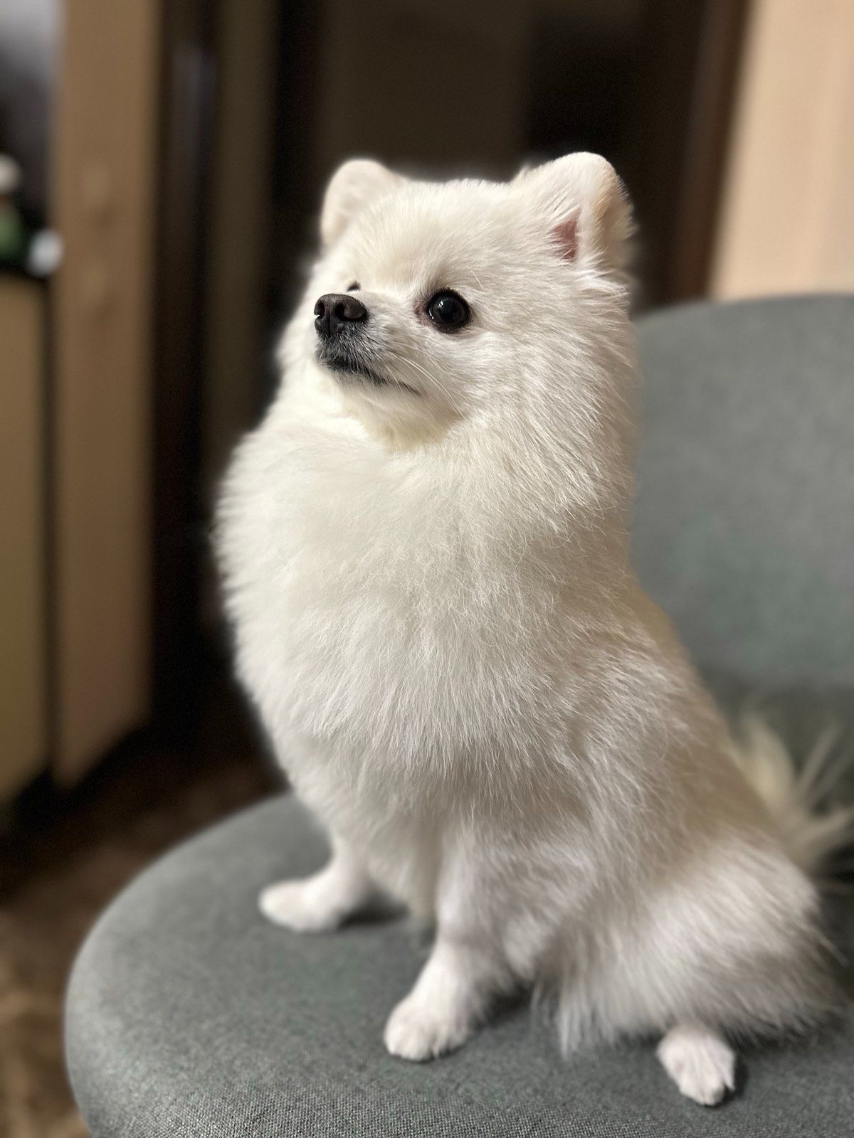 Цуценята шпіц