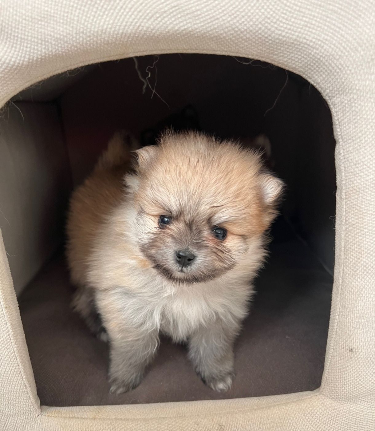 Цуценята шпіц