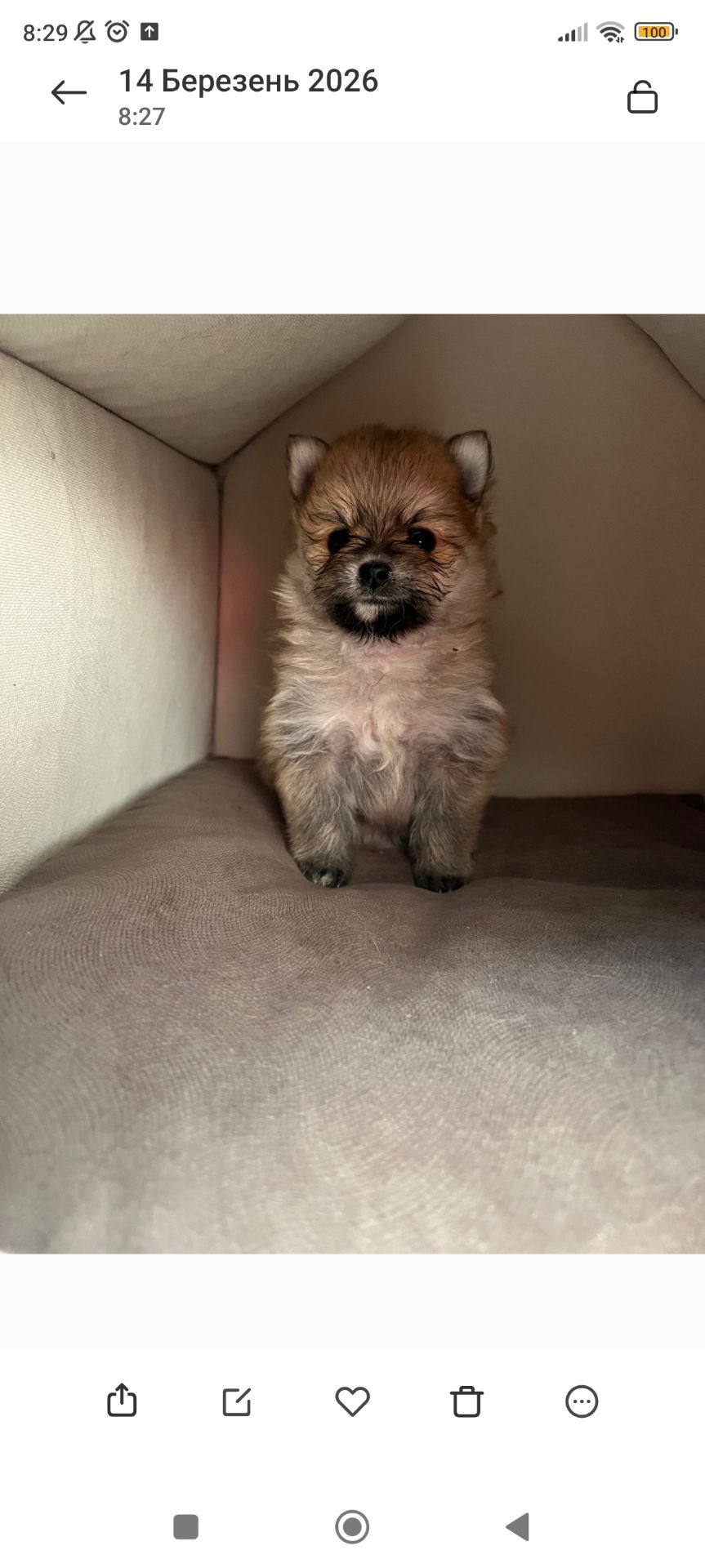 Цуценята шпіц