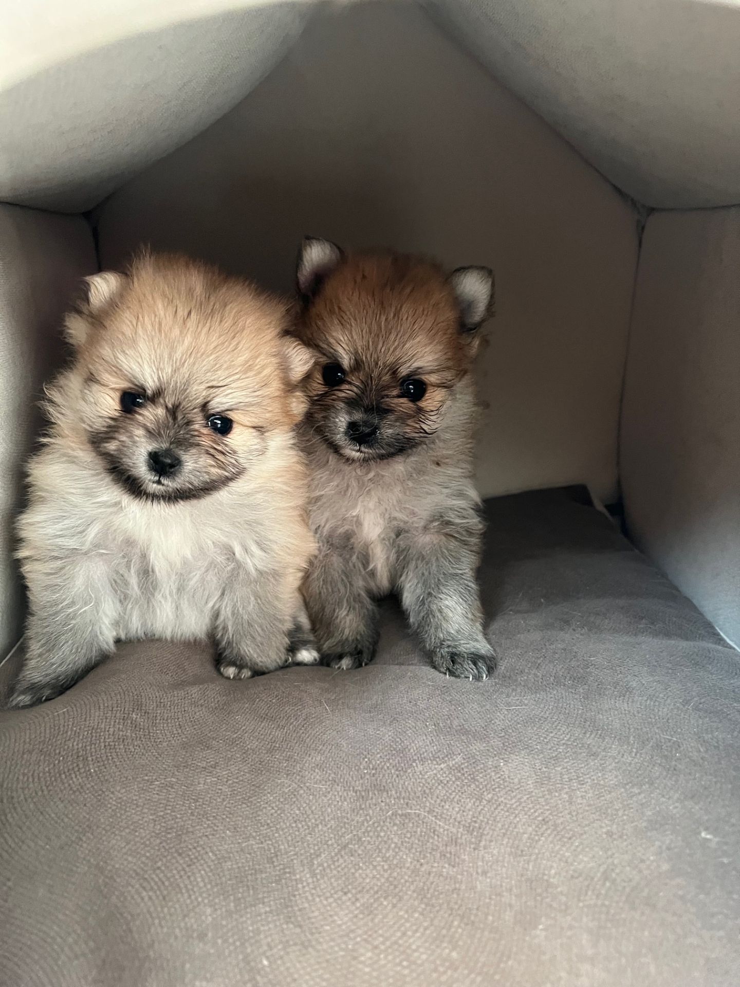 Цуценята шпіц