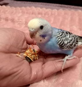 Хвилясті папуги