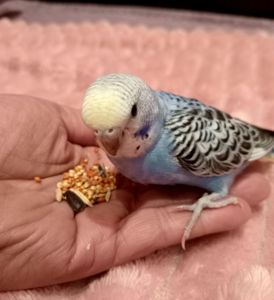 Хвилясті папуги