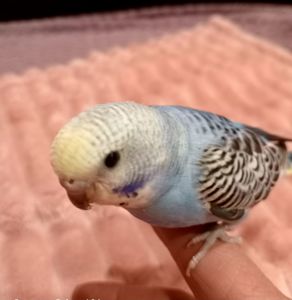 Хвилясті папуги