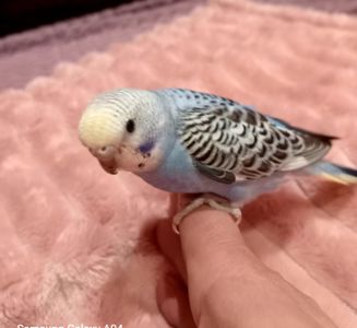 Хвилясті папуги