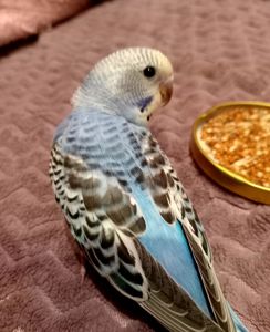 Хвилясті папуги