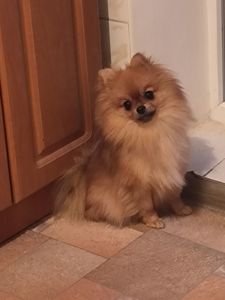 Цуценята шпіц