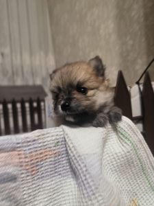 Цуценята шпіц