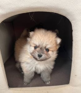 Цуценята шпіц