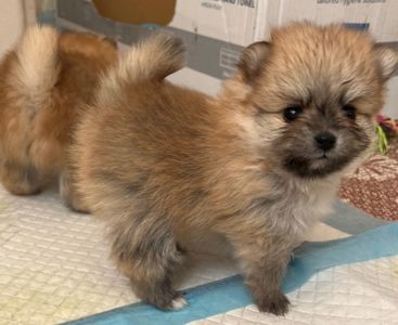 Цуценята шпіц