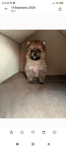 Цуценята шпіц