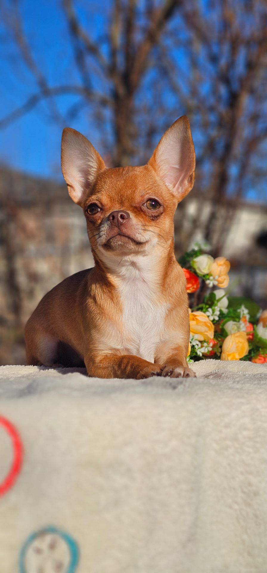 Девочка чихуахуа КСУ