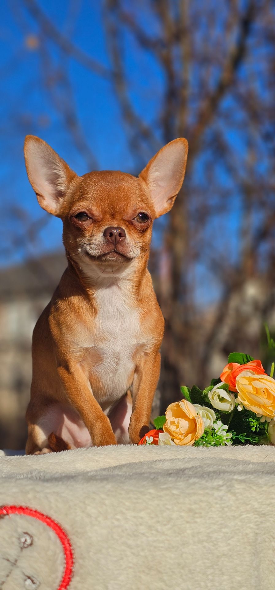 Девочка чихуахуа КСУ