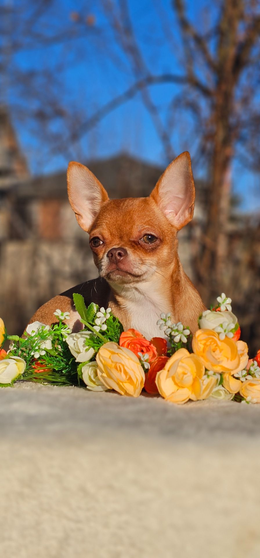 Девочка чихуахуа КСУ