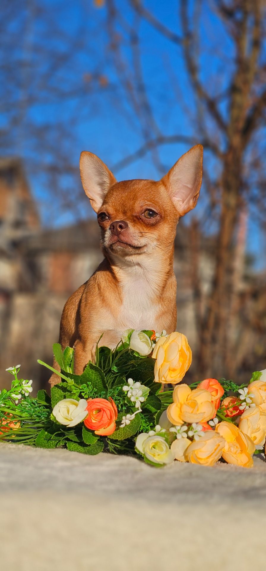 Девочка чихуахуа КСУ