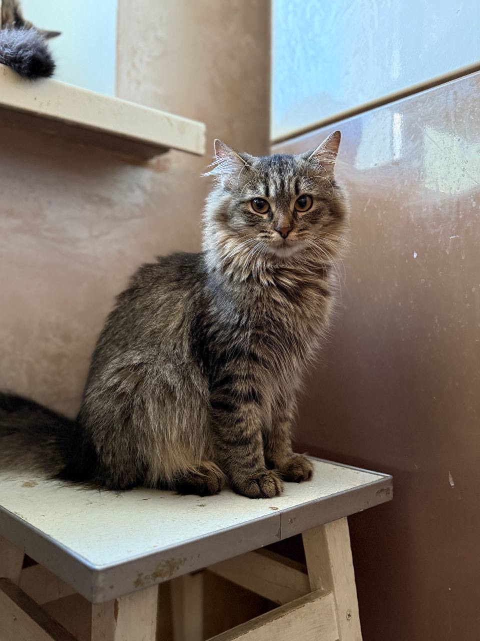 Белла 8,5 місяців шукає пет батьків