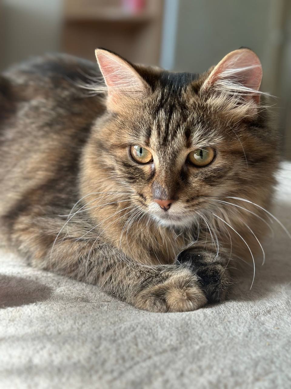 Белла 8,5 місяців шукає пет батьків