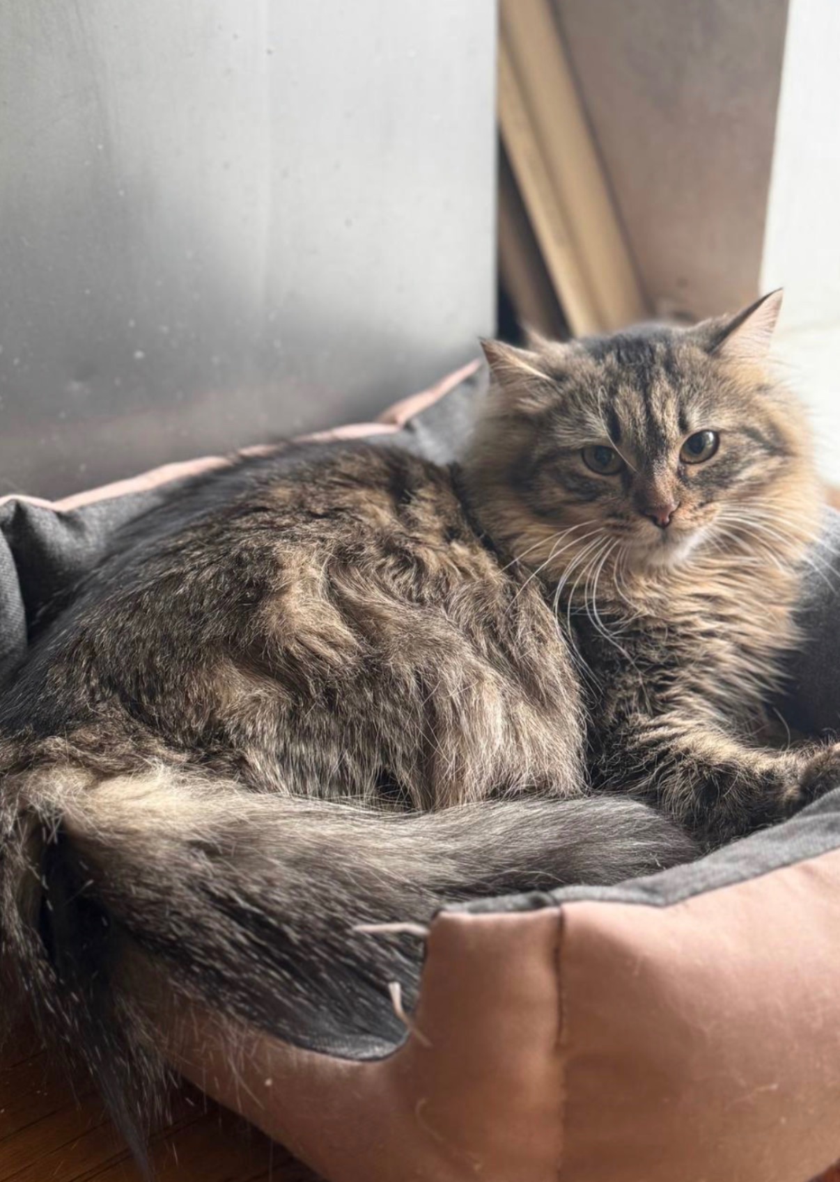 Белла 8,5 місяців шукає пет батьків