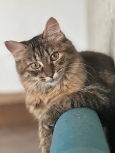 Белла 8,5 місяців шукає пет батьків