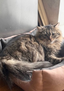 Белла 8,5 місяців шукає пет батьків