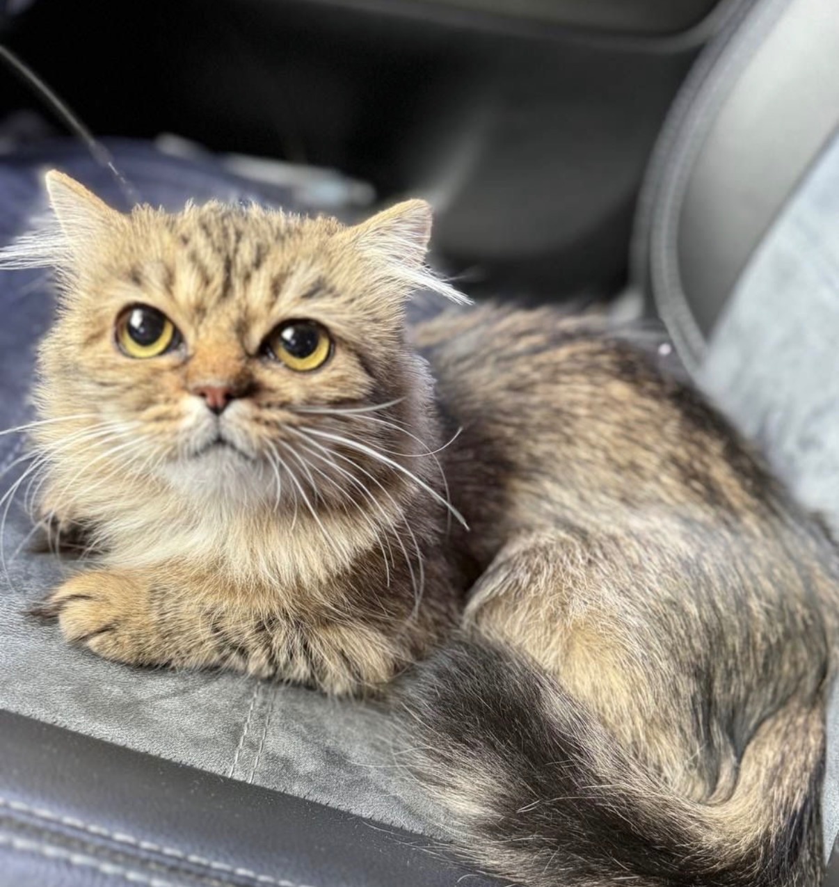 Боні шукає дім