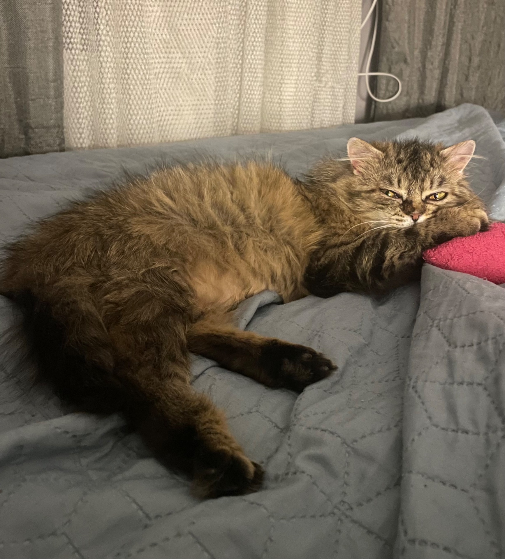 Боні шукає дім