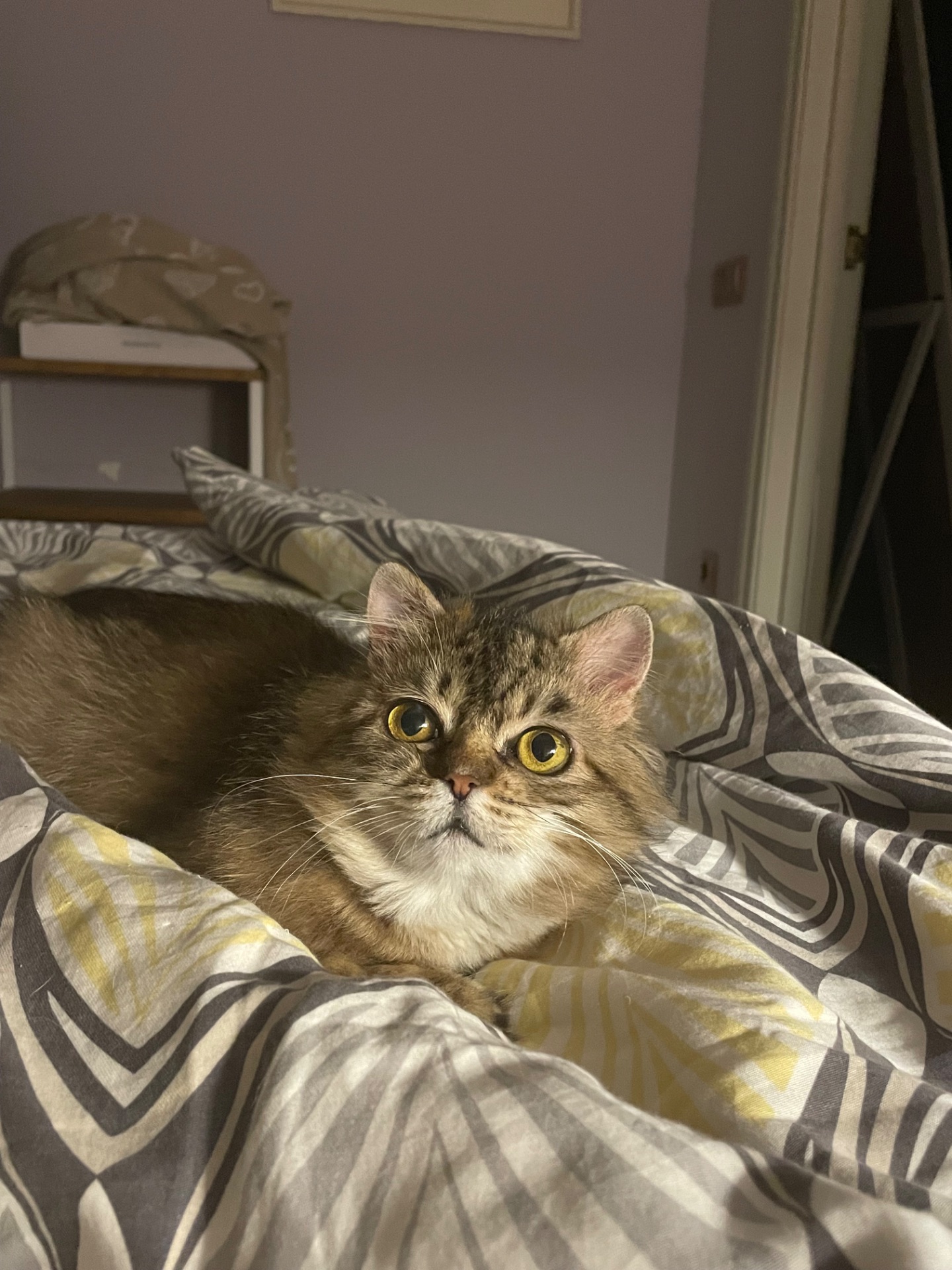 Боні шукає дім