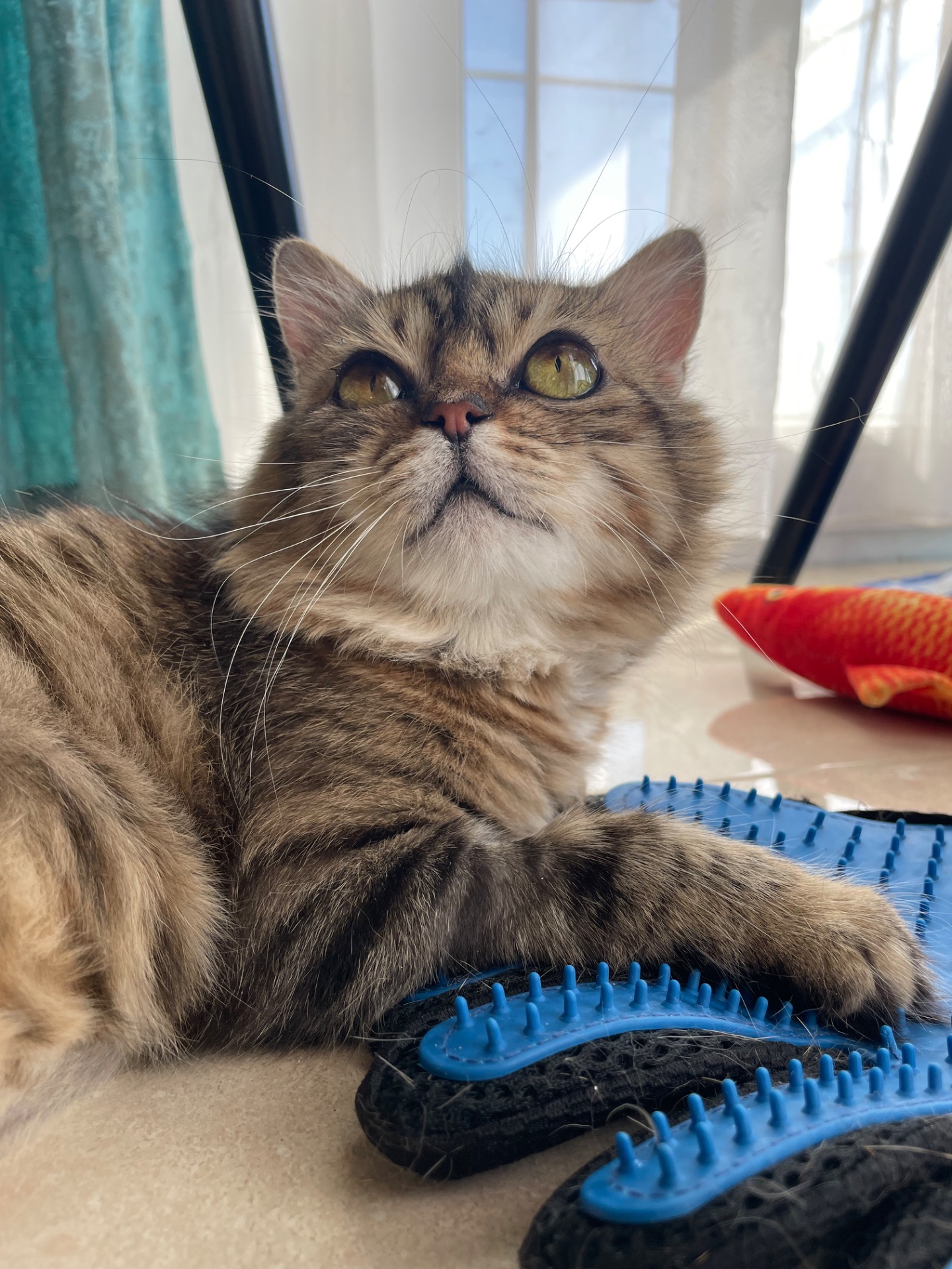 Боні шукає дім