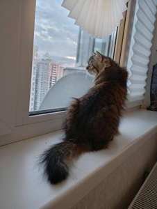 Боні шукає дім