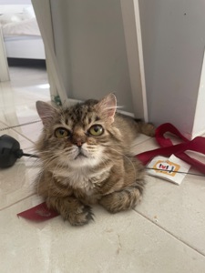 Боні шукає дім