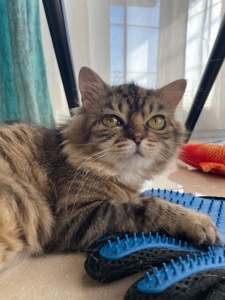 Боні шукає дім