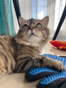 Боні шукає дім