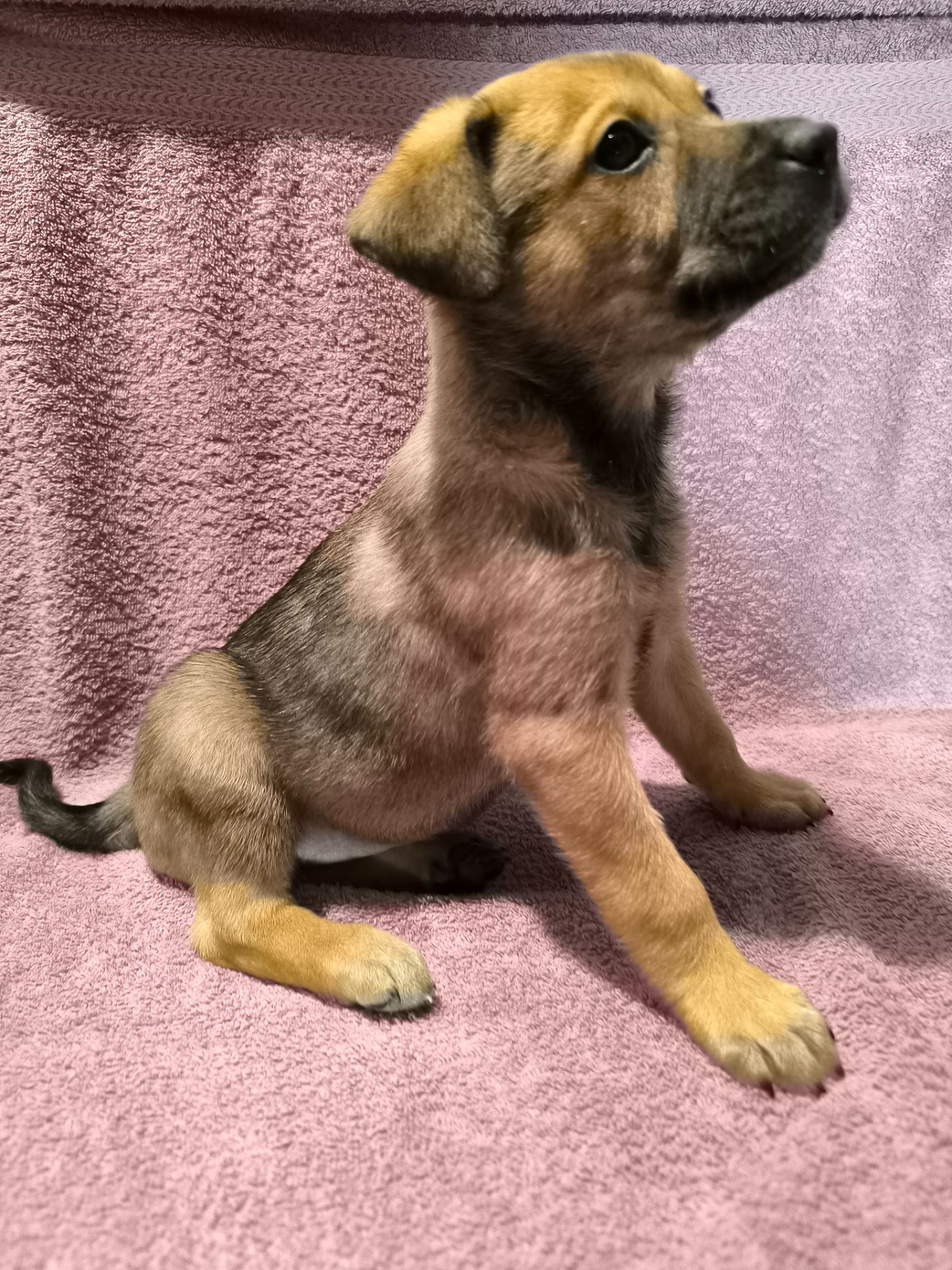 Цуценята в люблячу родину