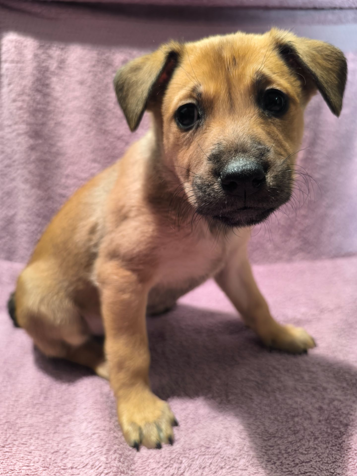 Цуценята в люблячу родину