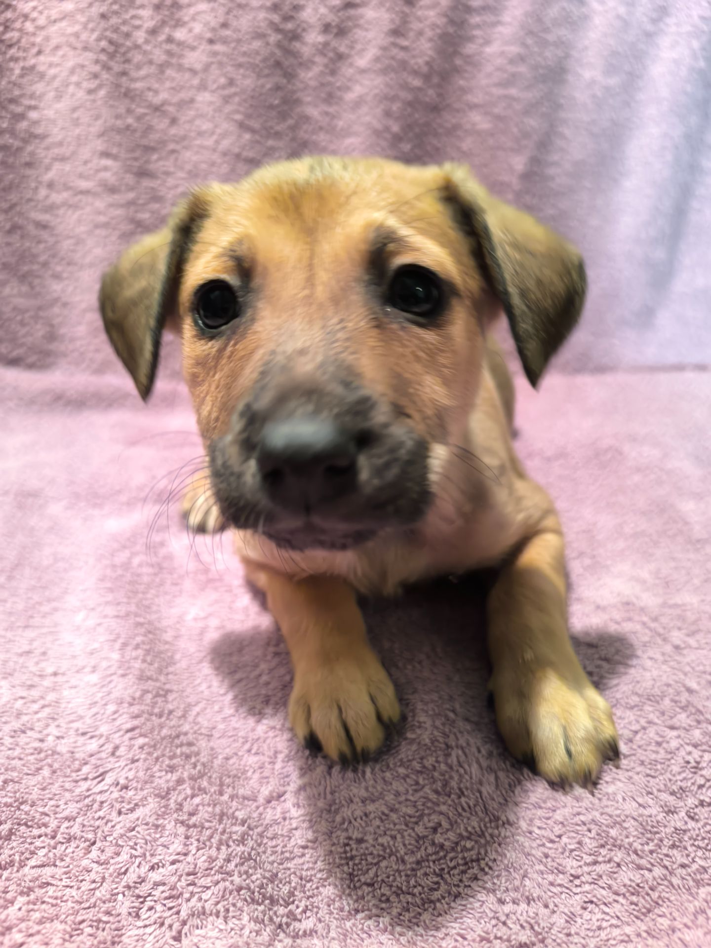 Цуценята в люблячу родину