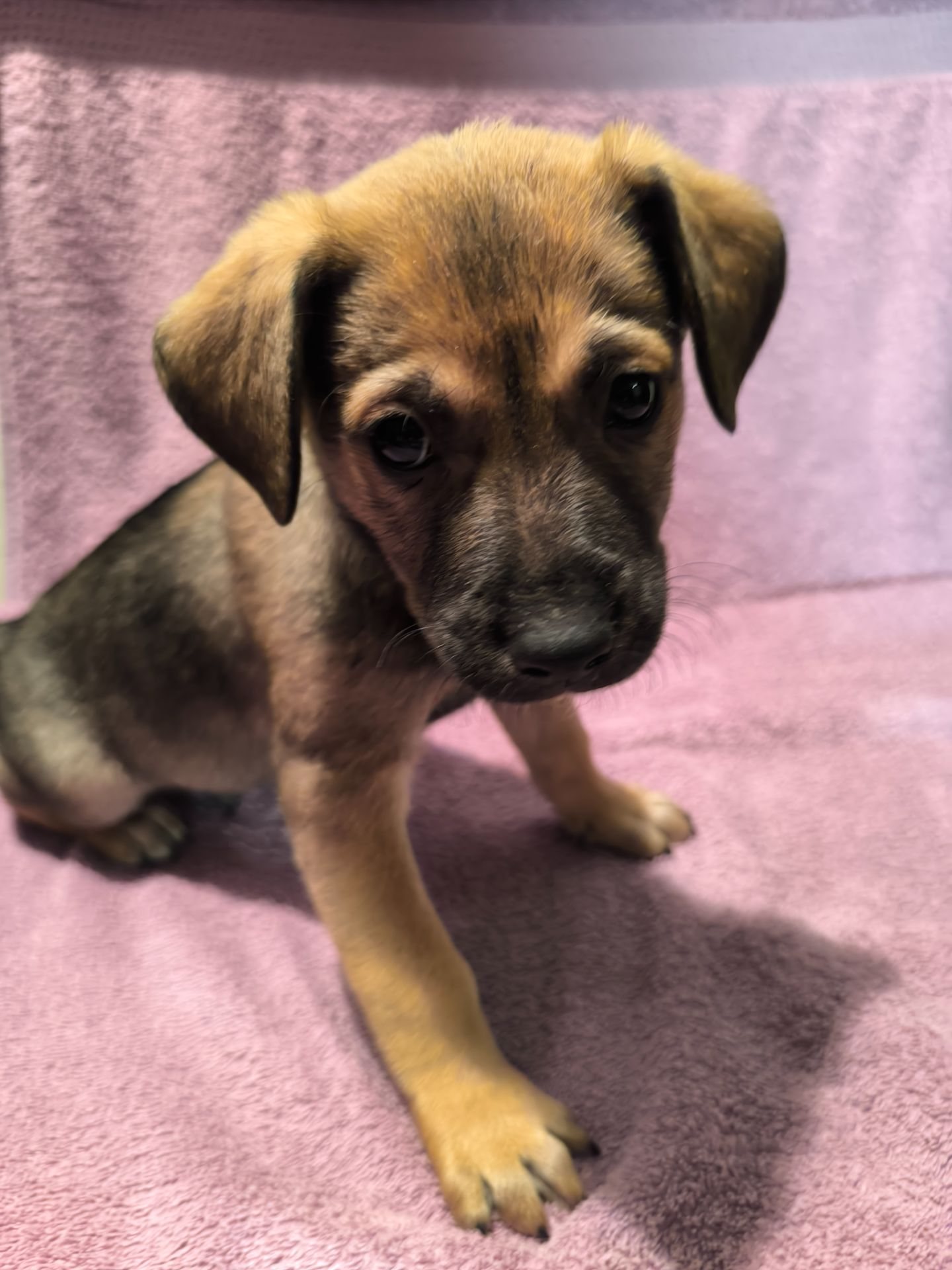 Цуценята в люблячу родину