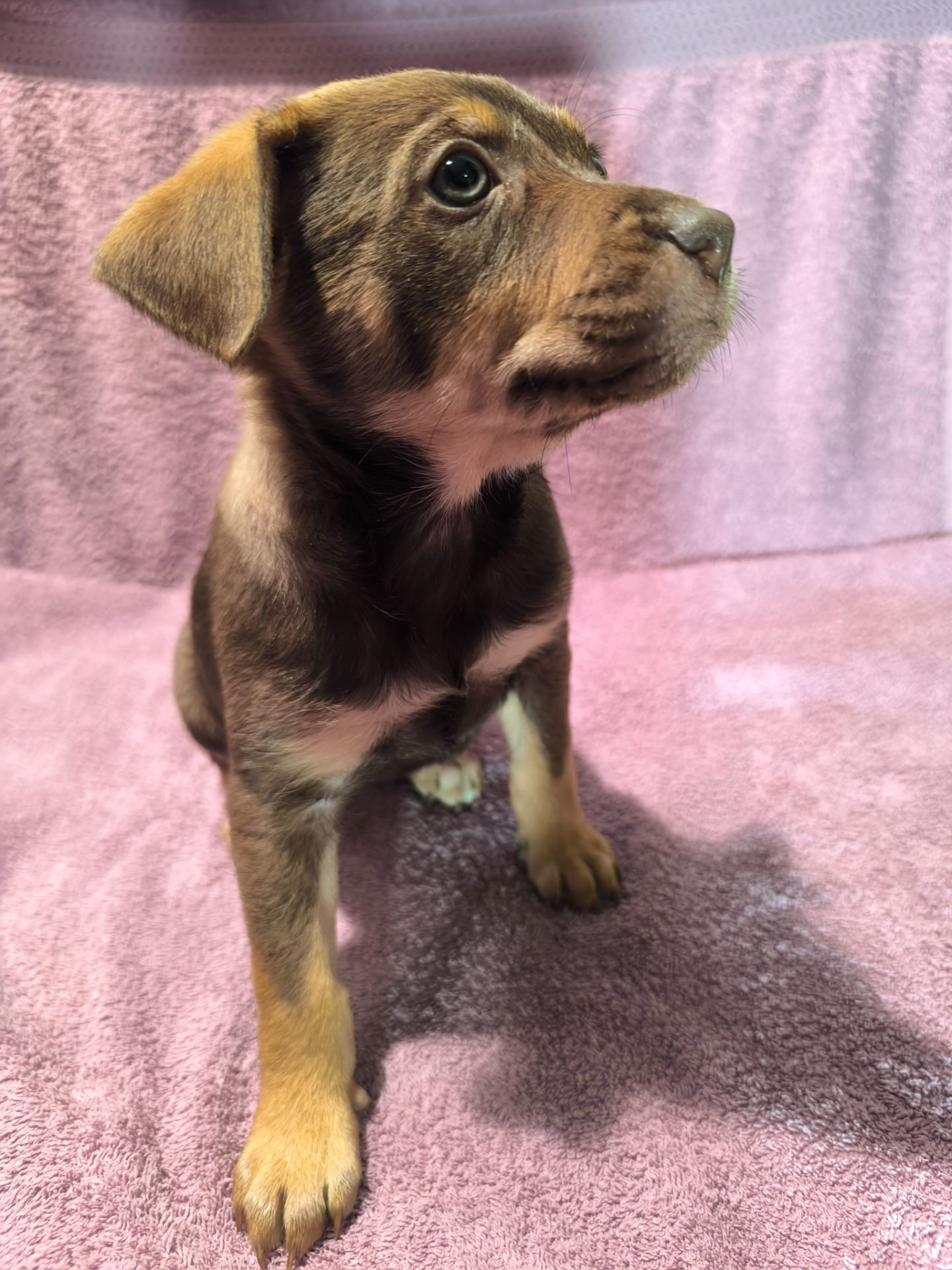 Цуценята в люблячу родину