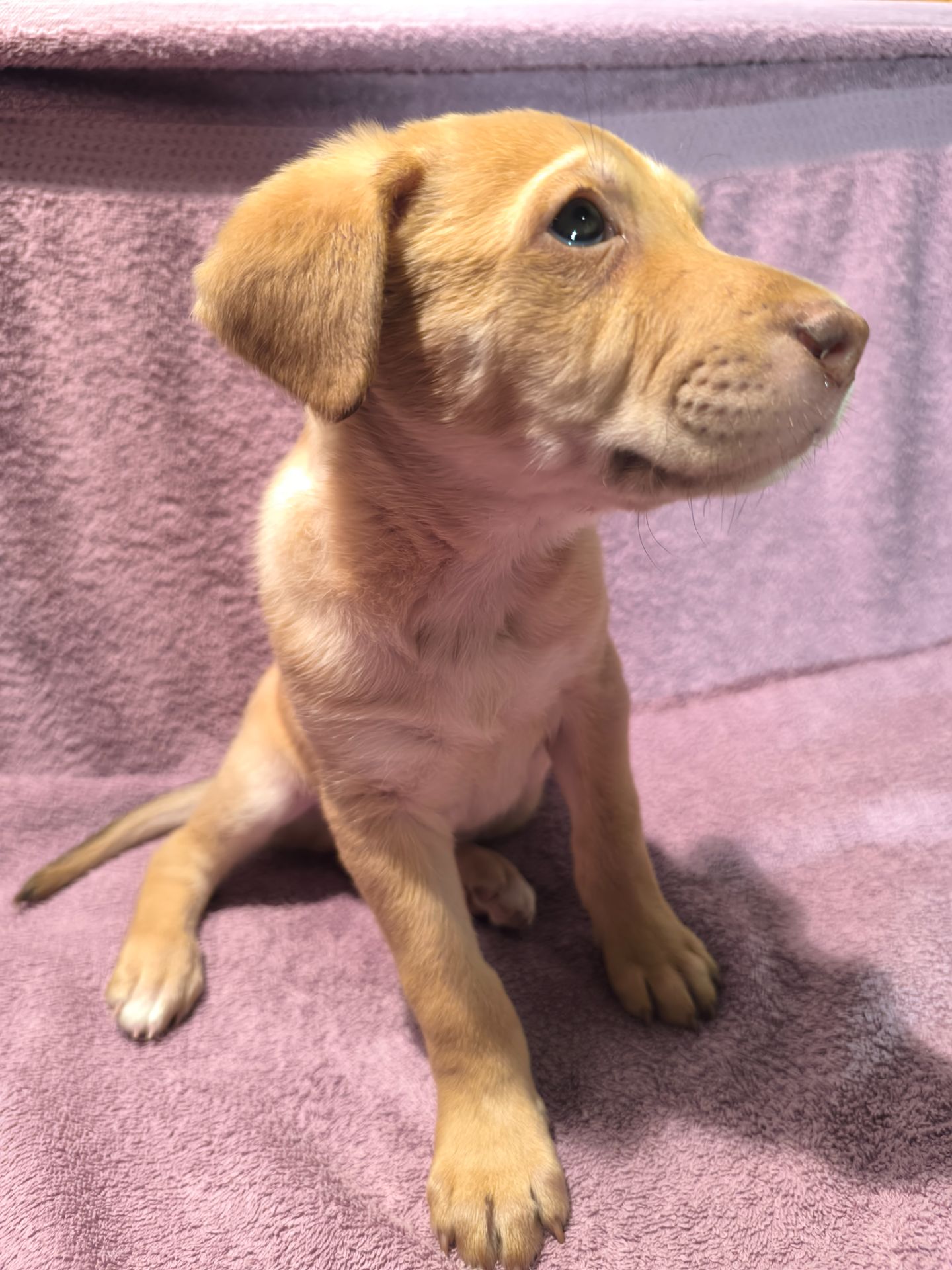 Цуценята в люблячу родину