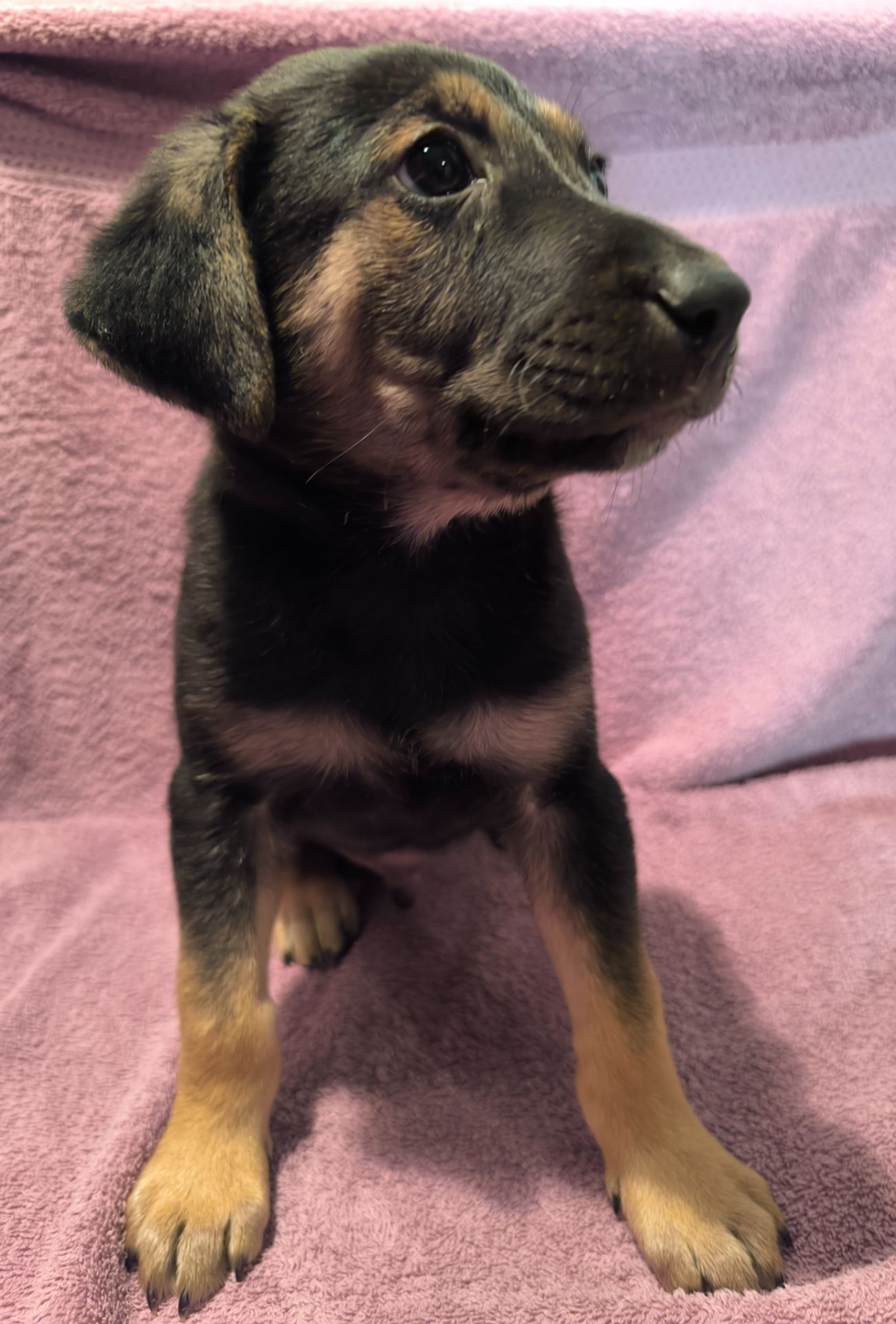 Цуценята в люблячу родину