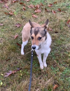 Шанс на життя