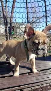 Цуценятка Французький Бульдог