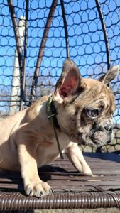 Цуценятка Французький Бульдог