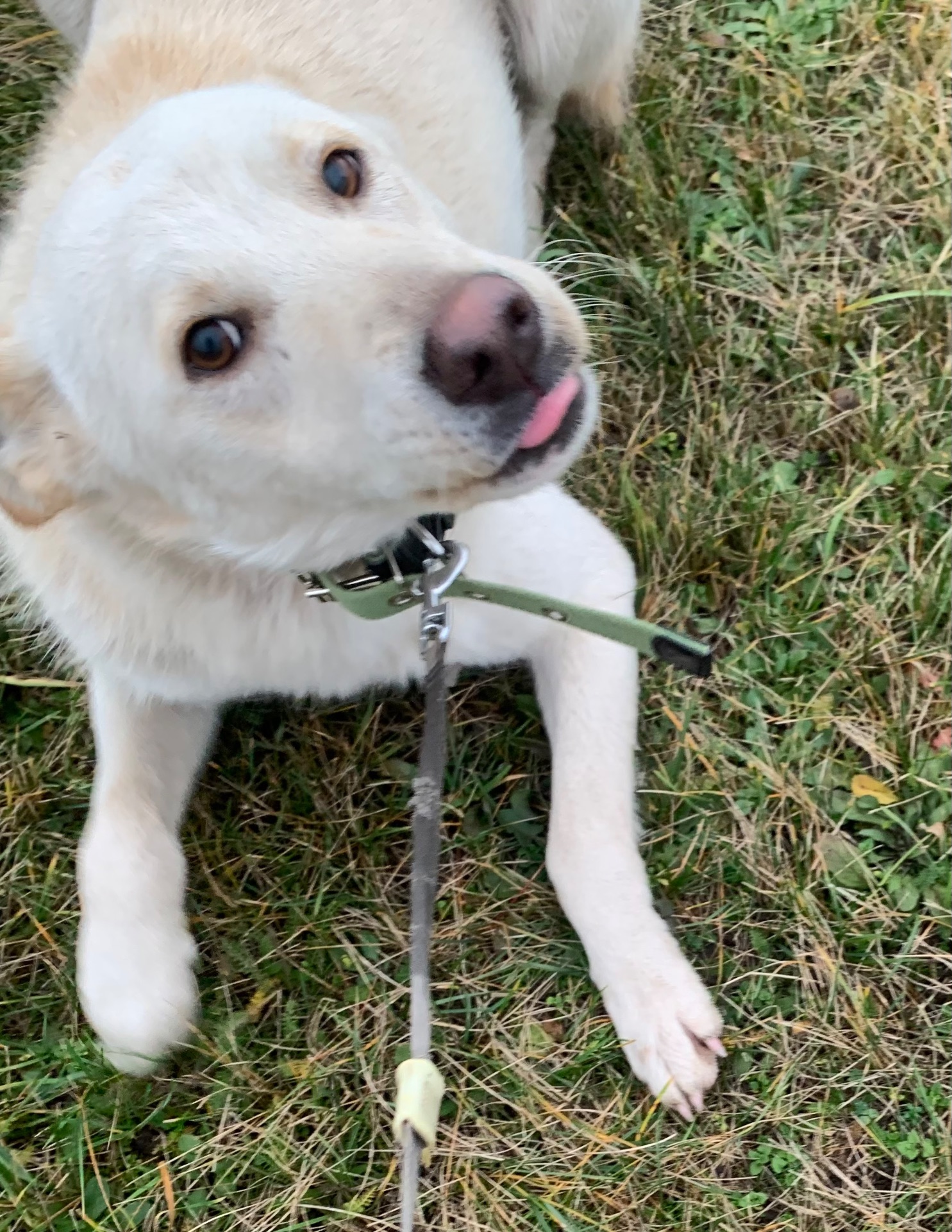 Найдобрішу родину