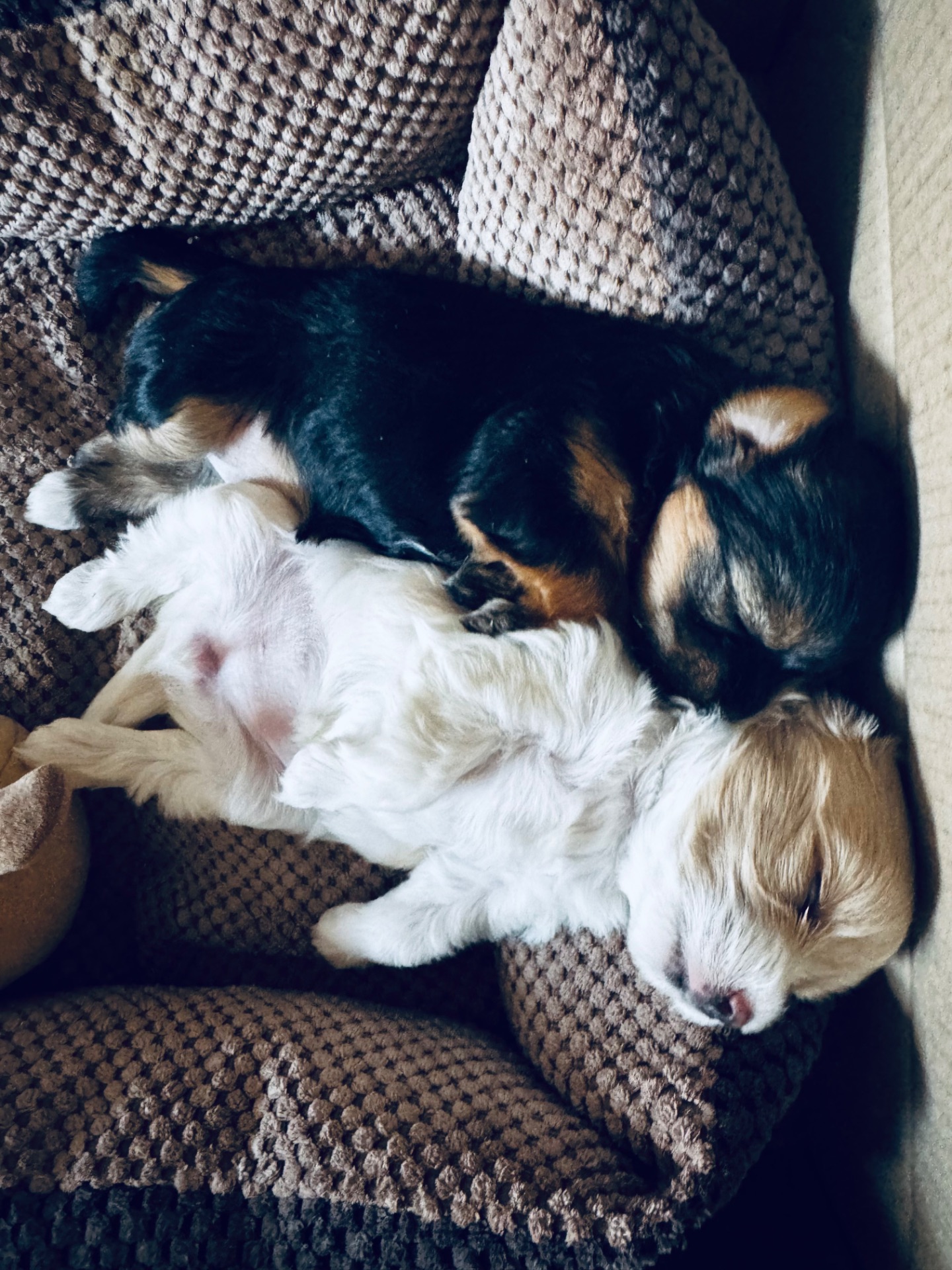 Міні мальтипу фантом та біла карамелька