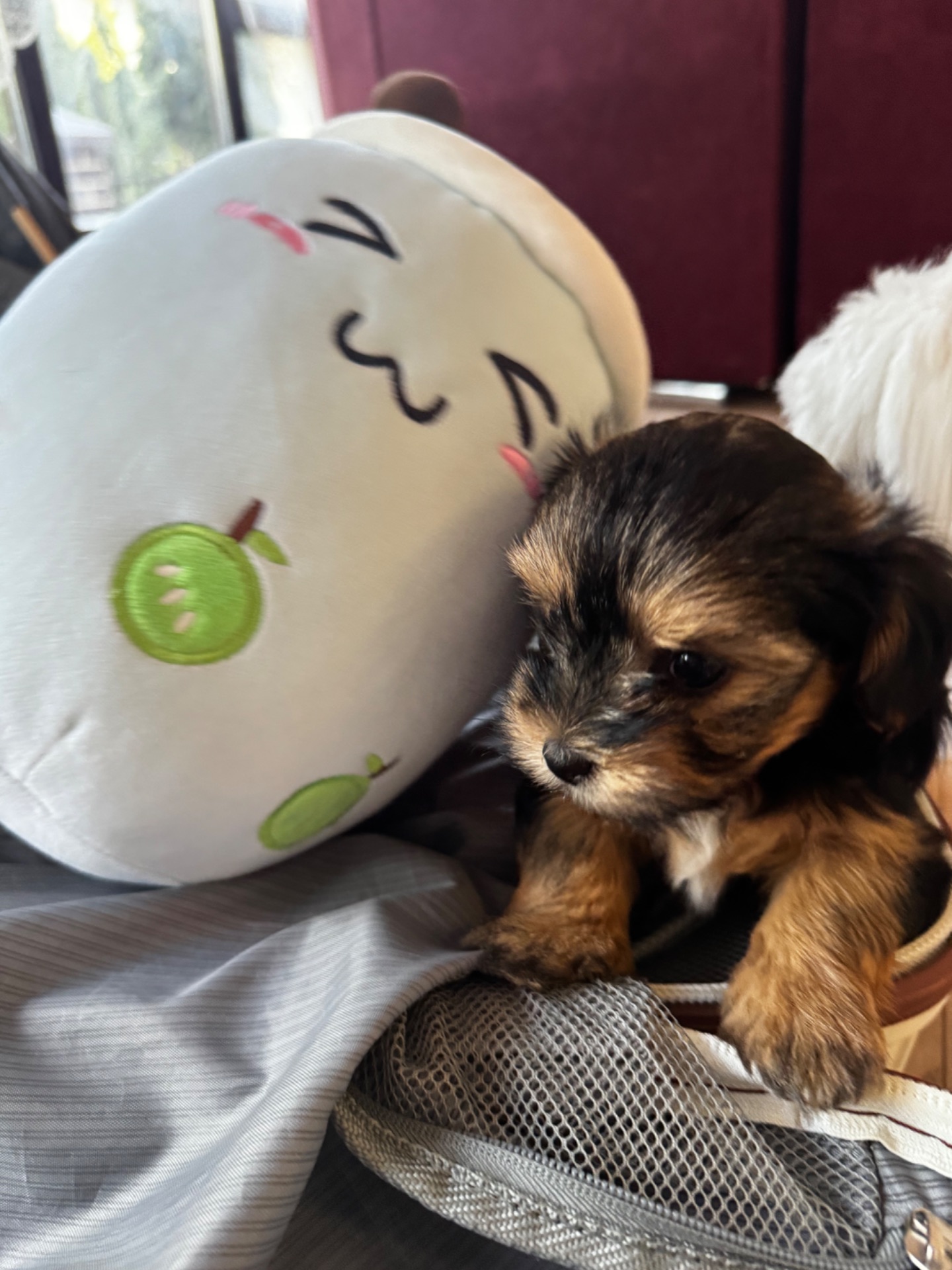 Міні мальтипу фантом та біла карамелька