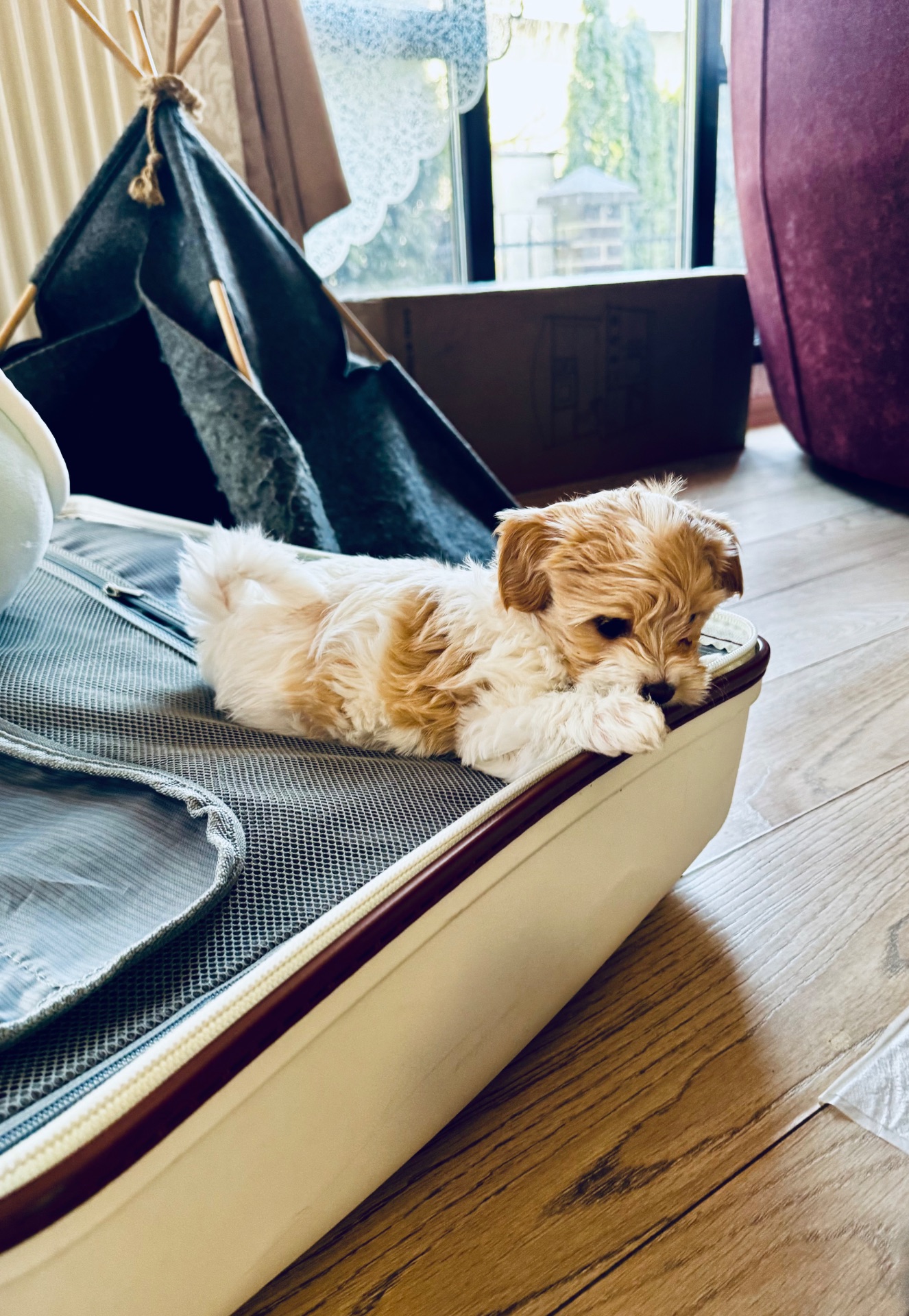 Міні мальтипу фантом та біла карамелька