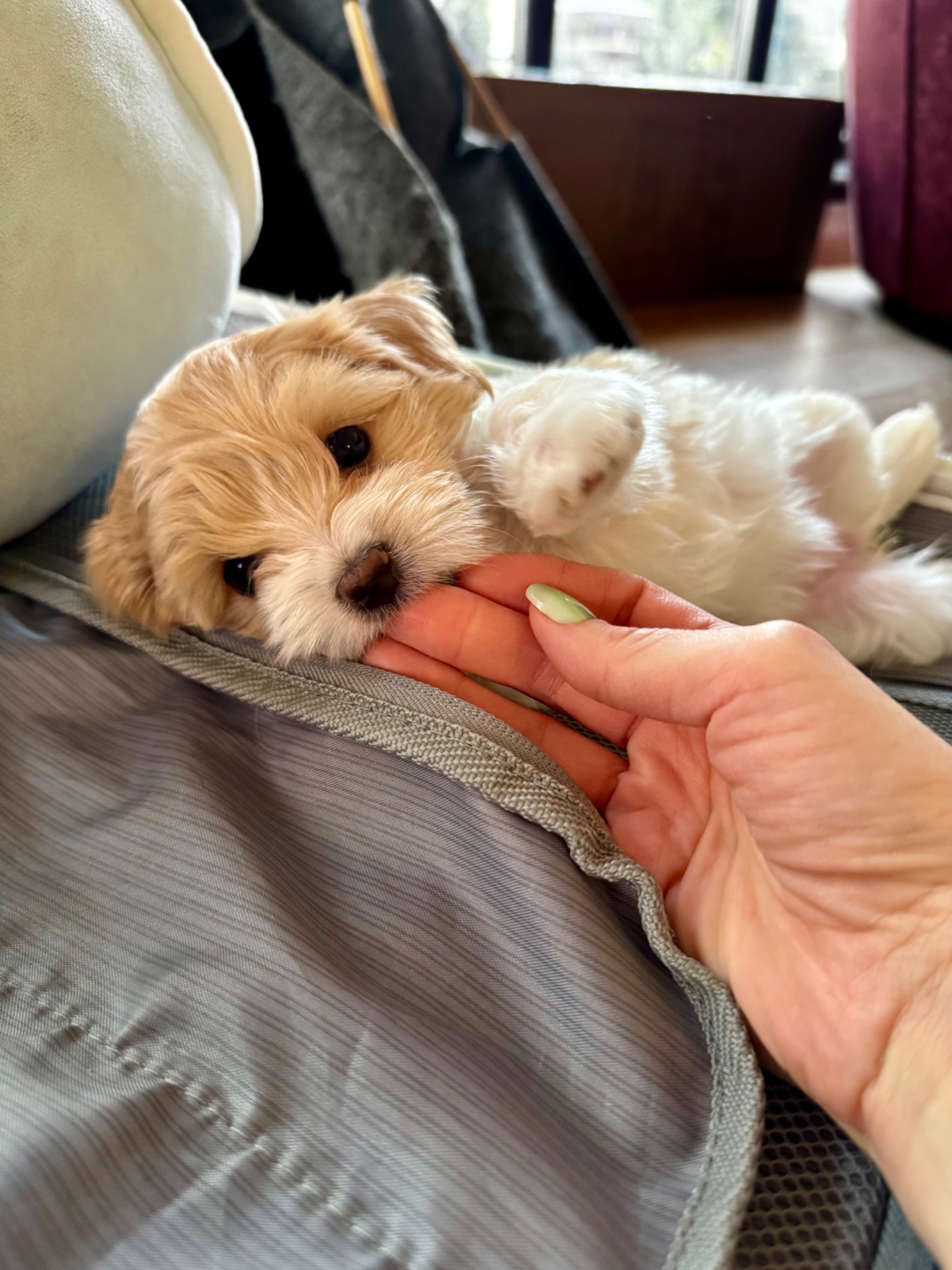 Міні мальтипу фантом та біла карамелька