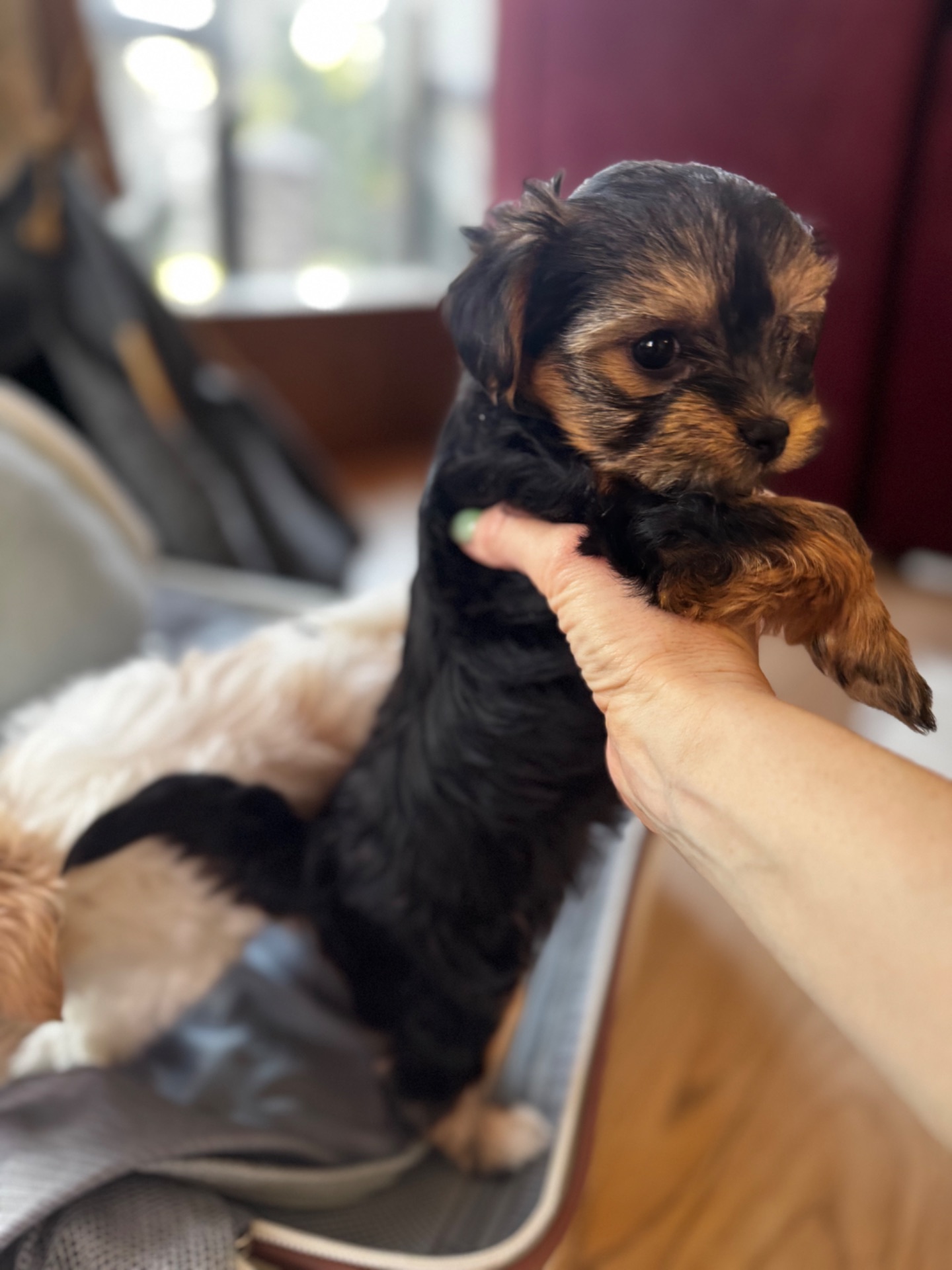 Міні мальтипу фантом та біла карамелька